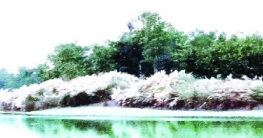 বদরগঞ্জে যমুনেশ্বরী নদীর তীরে অপরূপ কাশফুল বদরগঞ্জে যমুনেশ্বরী নদীর তীরে অপরূপ কাশফুল