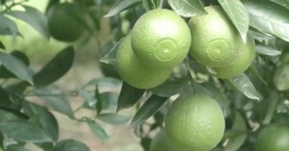 গাছপ্রতি ৪০০ মাল্টা, ১২ মাসে আয় ৮ লাখ